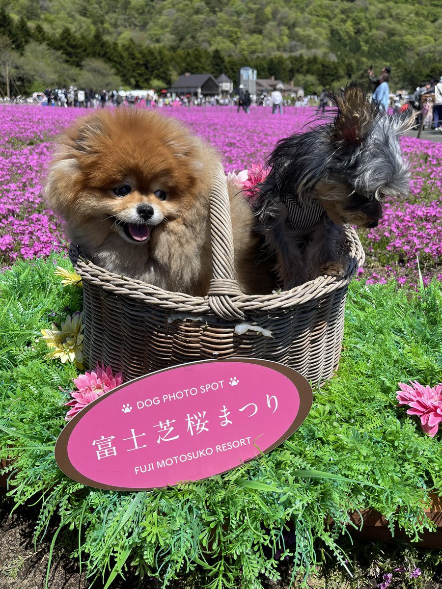 mikan_an's tweet photo. 富士芝桜まつりに行ってきました🗻

#ポメラニアン
#ヨーキー
#本栖湖芝桜まつり https://t.co/pRwDM9VWHB