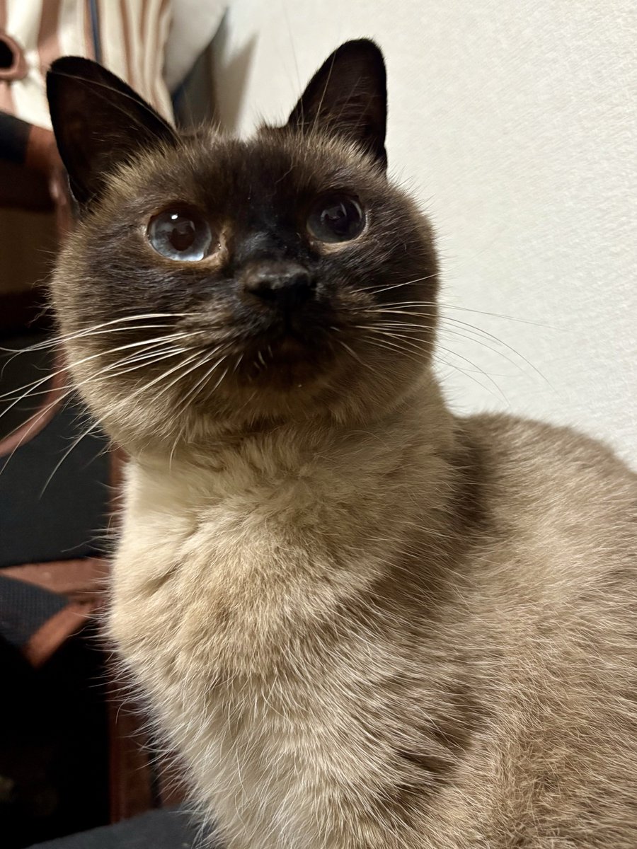 夜ねこ