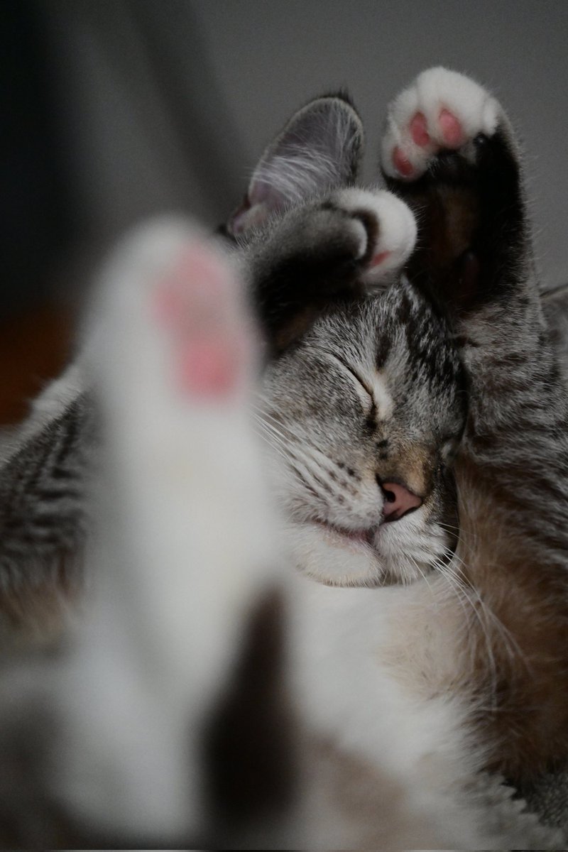 Tokyokitsune9's tweet image. 猫のいる暮らした😾🌳935日

📸
#cats #猫のいる暮らし
#猫好きさんと繋がりたい