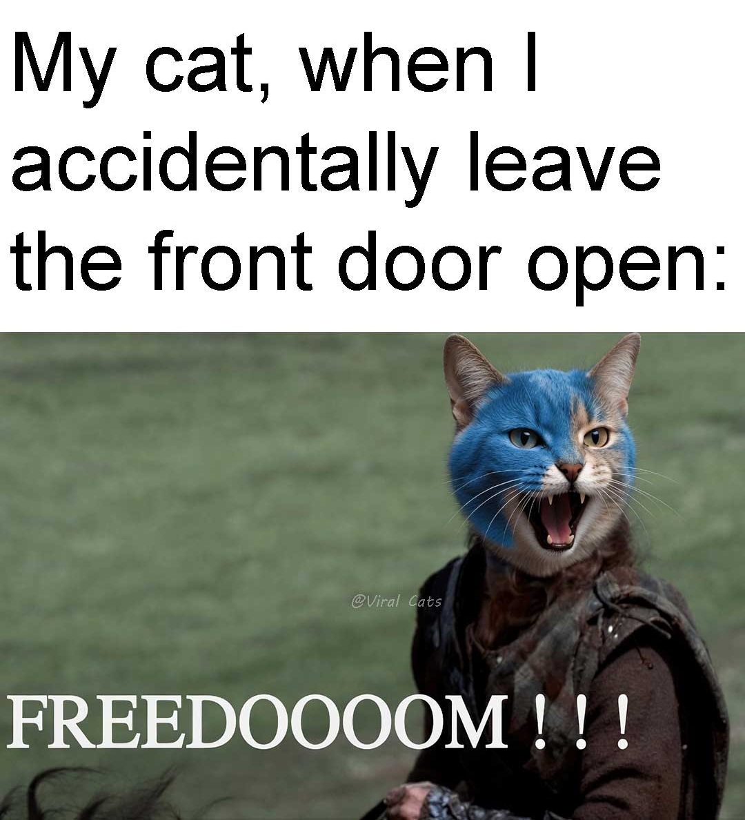_ViralCats_'s tweet image. My cat every single time I open the door even 2 inches. 🤦😂
#cat #cats #meme #memes #freedom #catmemes #catmeme #funnymemes #funnycats #ViralCats #Braveheart