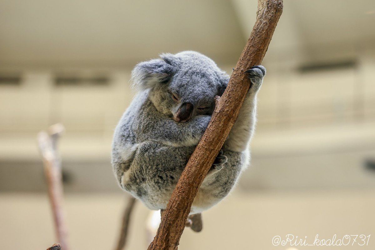 おやすみなさい🌙 📷2026.03 #きらら #コアラ #多摩動物公園