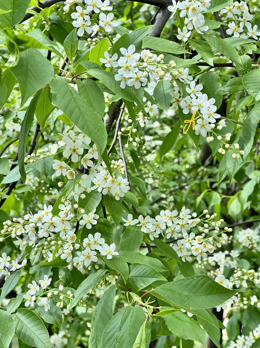 AllaKrymova's tweet photo. В Москве расцвела черёмуха🌼🌱🌸🌱🌼🌱☀️🍀 https://t.co/sqnhtdjG5M