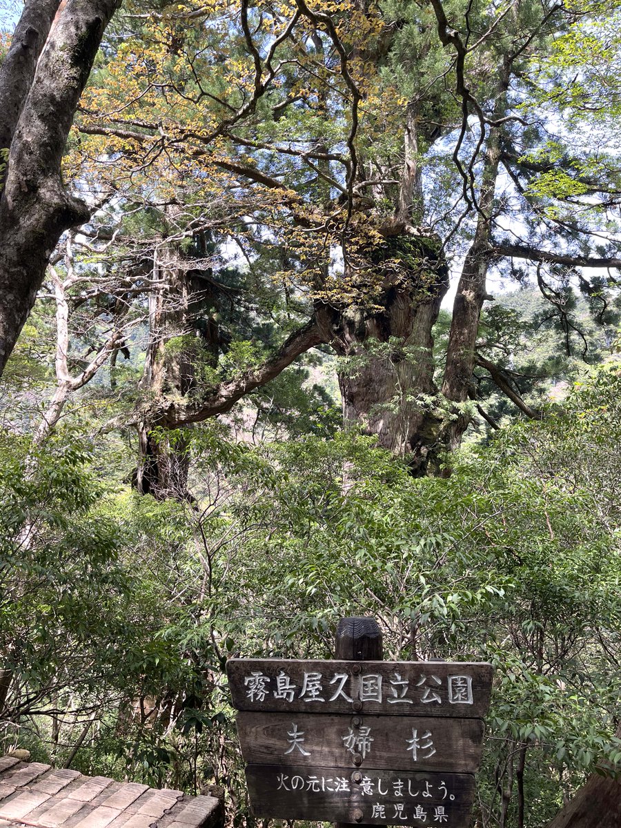 em_ruke's tweet photo. 巨木シリーズ(屋久島)🌲
2番目に古いとされる大王杉
夫から妻に腕を伸ばすような夫婦杉
そして日本最古の縄文杉🙌

名もなき屋久杉の株を見る限り、縄文杉より古い木はもっとあったはず
土産屋にあった大きな屋久杉のテーブル板は1000万以上だったけど、じゃあ屋久どんにあったのは億越え！？🙄 https://t.co/1ITzEGtsbL
