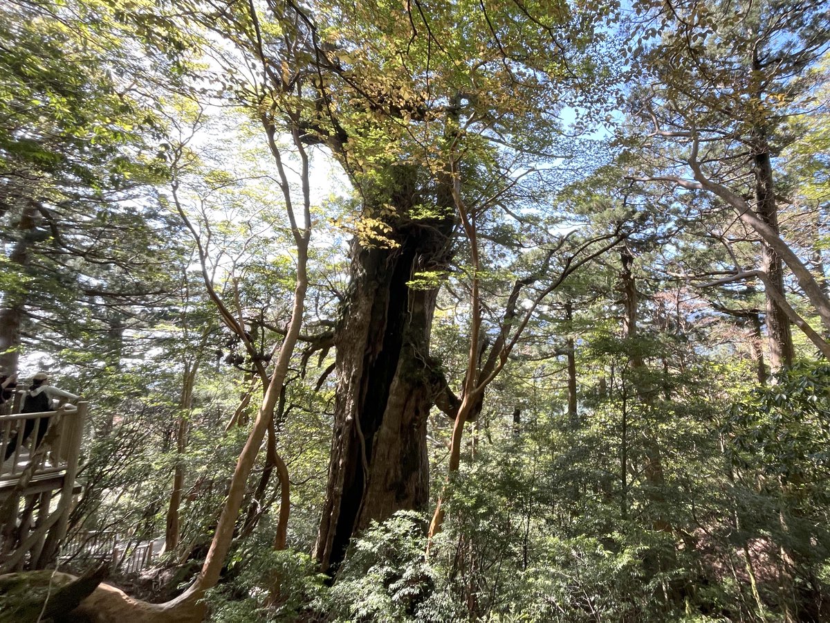 em_ruke's tweet photo. 巨木シリーズ(屋久島)🌲
2番目に古いとされる大王杉
夫から妻に腕を伸ばすような夫婦杉
そして日本最古の縄文杉🙌

名もなき屋久杉の株を見る限り、縄文杉より古い木はもっとあったはず
土産屋にあった大きな屋久杉のテーブル板は1000万以上だったけど、じゃあ屋久どんにあったのは億越え！？🙄 https://t.co/1ITzEGtsbL