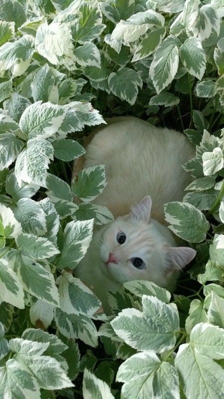 🌿🌼🧺 tweet media
