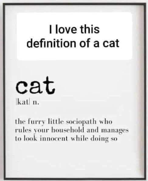 We don't deserve cats 😺 tweet media