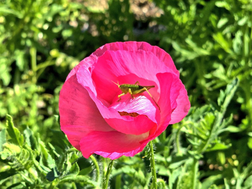 今日はバアちゃんが花を観たがっていたので、近くのフラワーパークへ行きました。

花の中になぜかキリギリスの赤ちゃんがいてホッコリ。