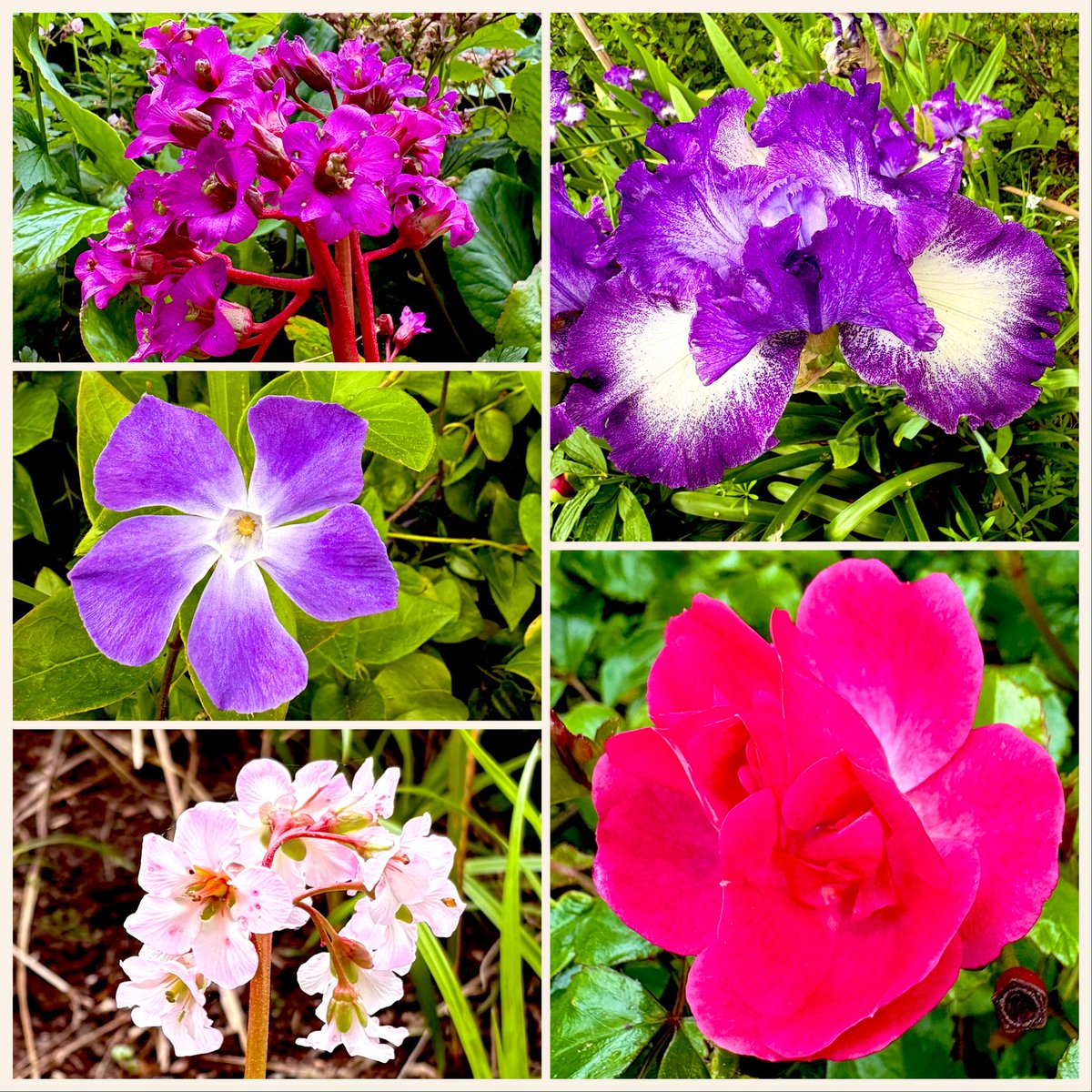 WHMyPerspective's tweet image. Beautiful colors from the People’s Park in #Blackrock, Dublin. 

@dlrcc @sdublincoco 

#Color #Flowers #Parks