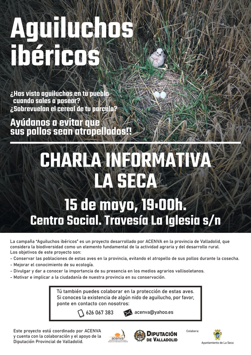 RutaVinoVerdejo's tweet photo. EDUCACIÓN MEDIOAMBIENTAL: Desde @acenva  junto a @Dip_Va  se está desarrollando un proyecto de sensibilización con la conservación de la biodiversidad de la provincia y más concretamente con los aguiluchos ibéricos, por su importancia en los ecosistemas agrarios locales. https://t.co/zHZWY9jz4l