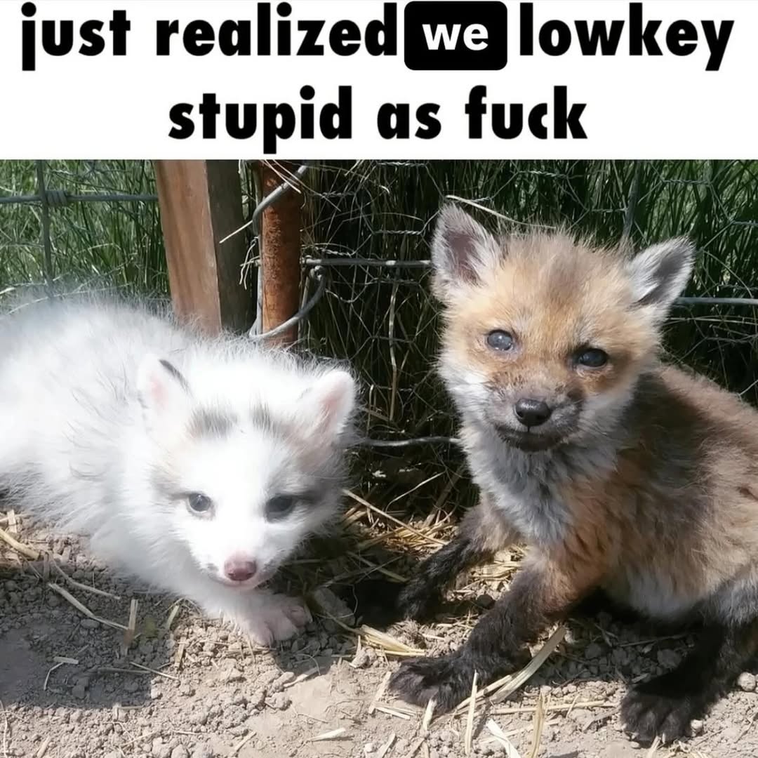 🍁 𝓣𝓱𝓮 𝓕𝓸𝔁 𝓛𝓲𝓯𝓮 🌾🦊 tweet media