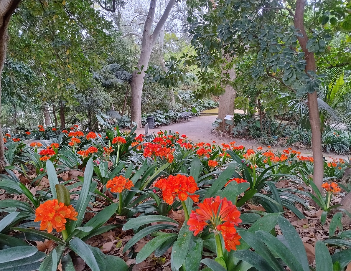 JBHConcepcion's tweet image. Nos encanta ver algunos cuadros del jardín histórico teñidos de naranja. Es gracias a Clivia miniata, una herbácea de Suráfrica y que fue introducida en Europa en el siglo XIX. La hoja es acintada, y la inflorescencia crece de forma erecta #flores #malaga #flowers #jardin #garden