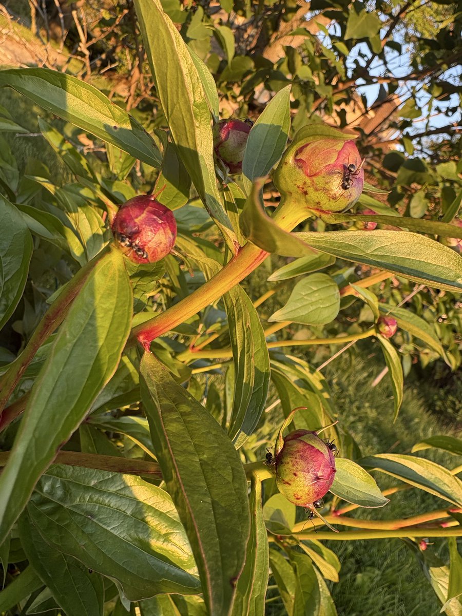 Fralichs2026's tweet image. When it comes to peonies, ants are our friends! Peonies provide a sweet food source for ants and in return, the ants protect peonies from other insects. ✨ #friends #peonies #flowers #symbiotic