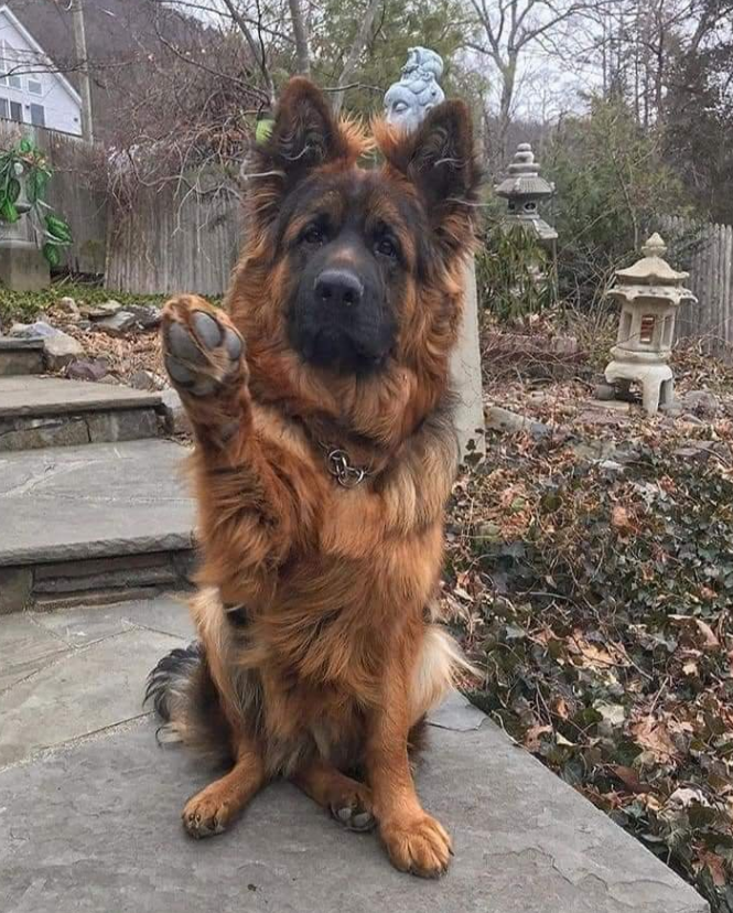 Tweets of Dogs tweet media