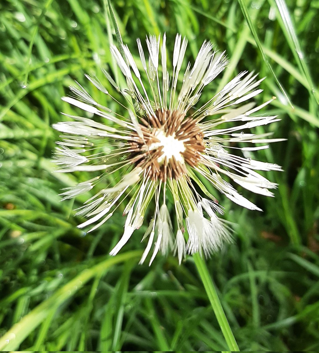 MEKloppenburg's tweet photo. Gevogeld en genoten van mijn #vrijheid op natuureiland De #Zaag #Krimpen aan de #Lek #Krimpenerwaard. Het is een buitendijks natuurgebied in de Nieuwe #Maas. Filmpje: o.a. Cetti's zanger. #Distelvlinder. Fijne #Bevrijdingsdag!🇾🇪 https://t.co/smZiPqtZrM