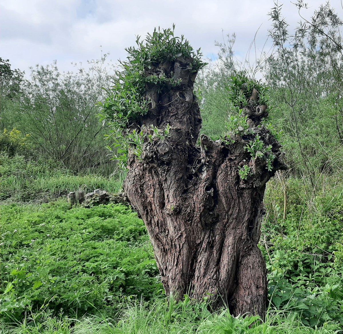 MEKloppenburg's tweet photo. Gevogeld en genoten van mijn #vrijheid op natuureiland De #Zaag #Krimpen aan de #Lek #Krimpenerwaard. Het is een buitendijks natuurgebied in de Nieuwe #Maas. Filmpje: o.a. Cetti's zanger. #Distelvlinder. Fijne #Bevrijdingsdag!🇾🇪 https://t.co/smZiPqtZrM