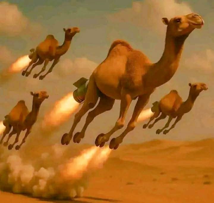 وزارت دفاع امارات:
با دُم شتر بازی نکنید!