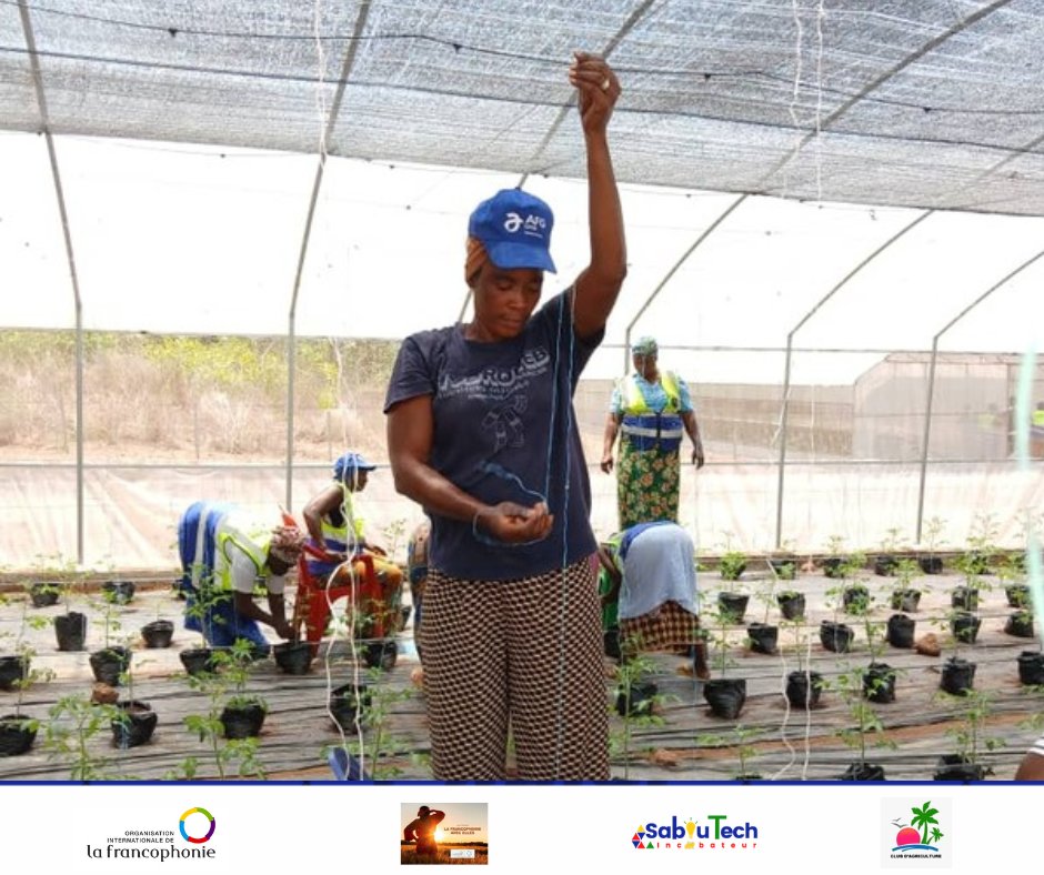 saboutech's tweet photo. 🌱 Après l’inauguration, retour au terrain à Fotoba !
Formation en hydroponie avec les femmes engagées 💪
HydroFem continue en action.
#HydroFem #Saboutech #MoisDeLaFemme https://t.co/kFmoGgRuUm