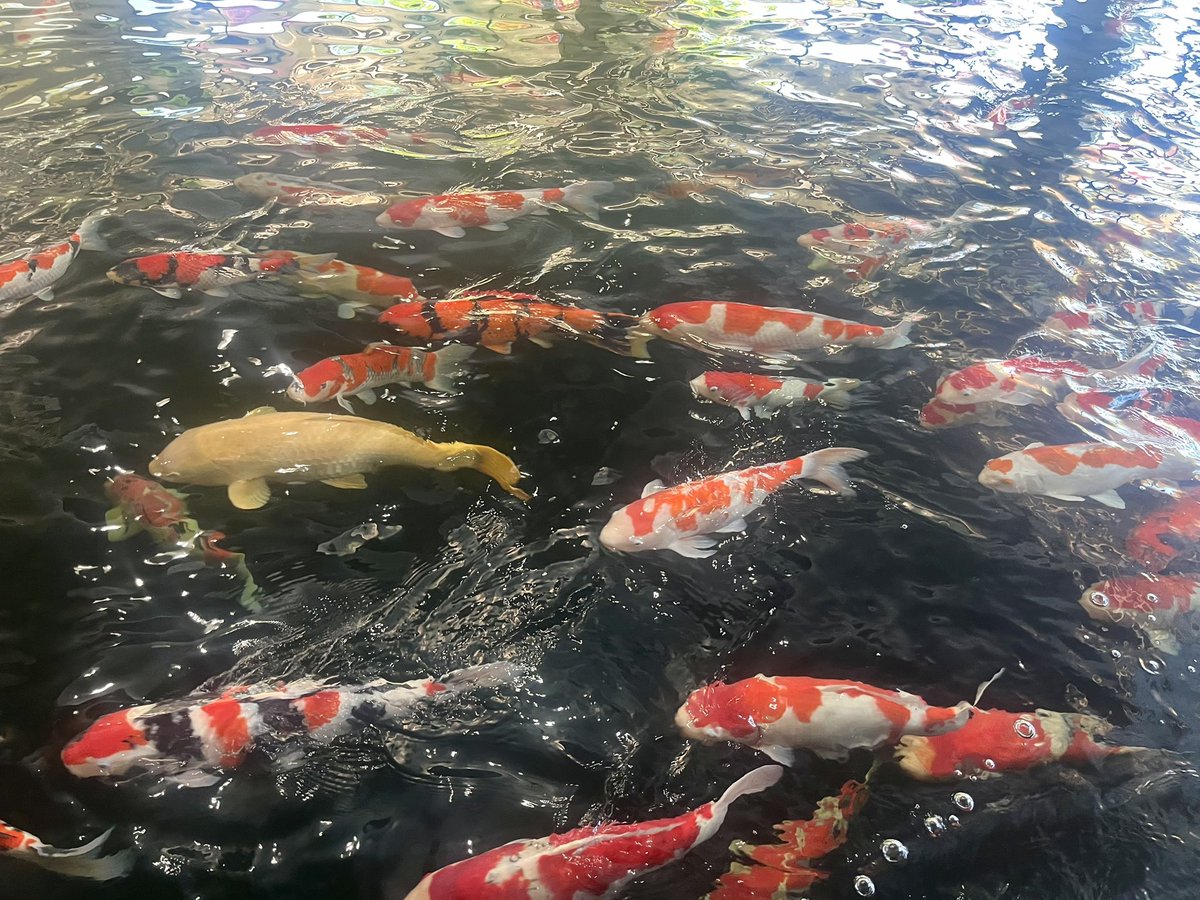 chirotan22's tweet photo. こどもの日だし錦鯉の里へ🎏餌やり体験も出来て可愛かった〜！大きい魚のでっちりボディって魅力的だよね☺️ https://t.co/TNOA9ocz6j