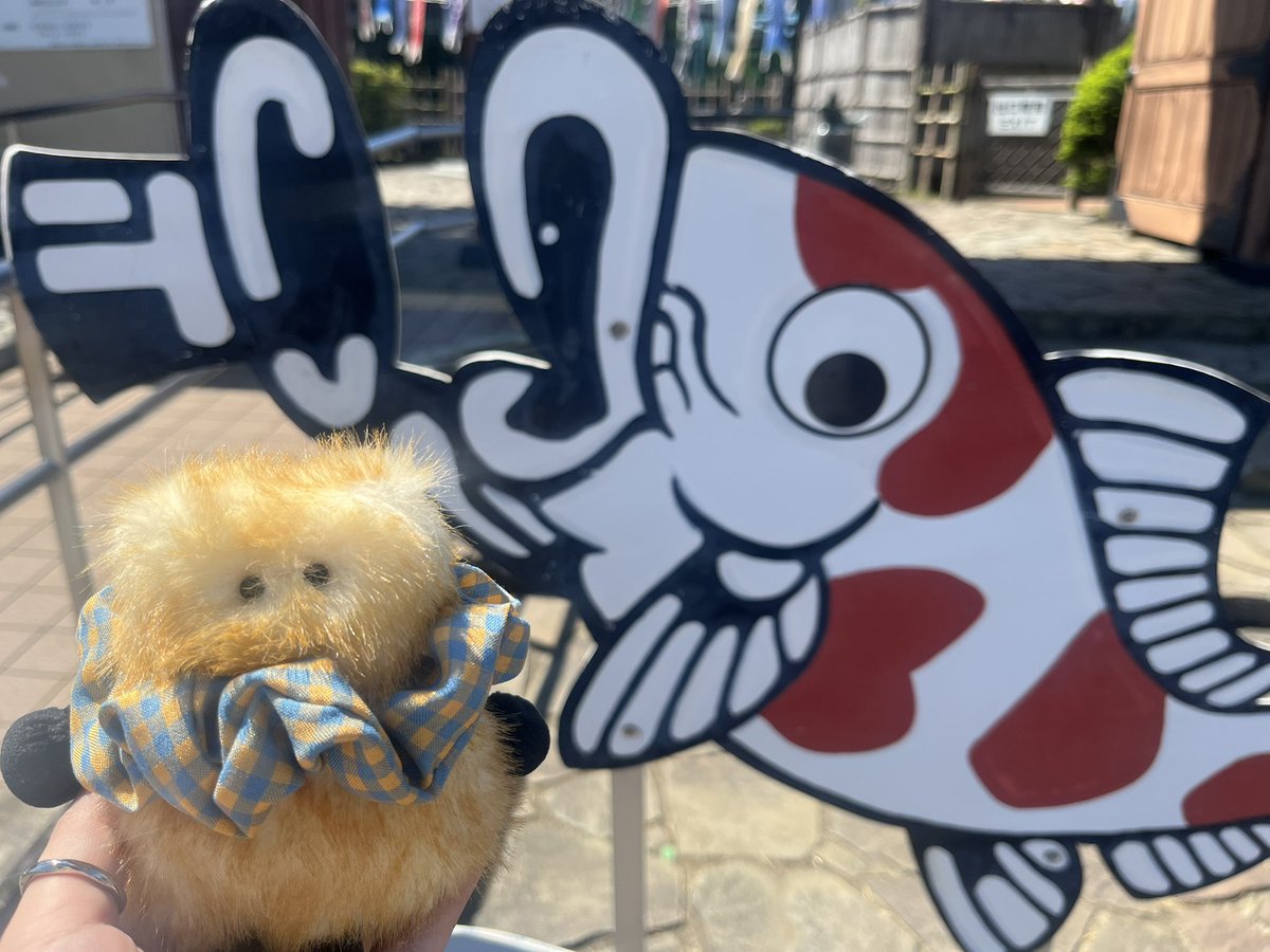 chirotan22's tweet photo. こどもの日だし錦鯉の里へ🎏餌やり体験も出来て可愛かった〜！大きい魚のでっちりボディって魅力的だよね☺️ https://t.co/TNOA9ocz6j