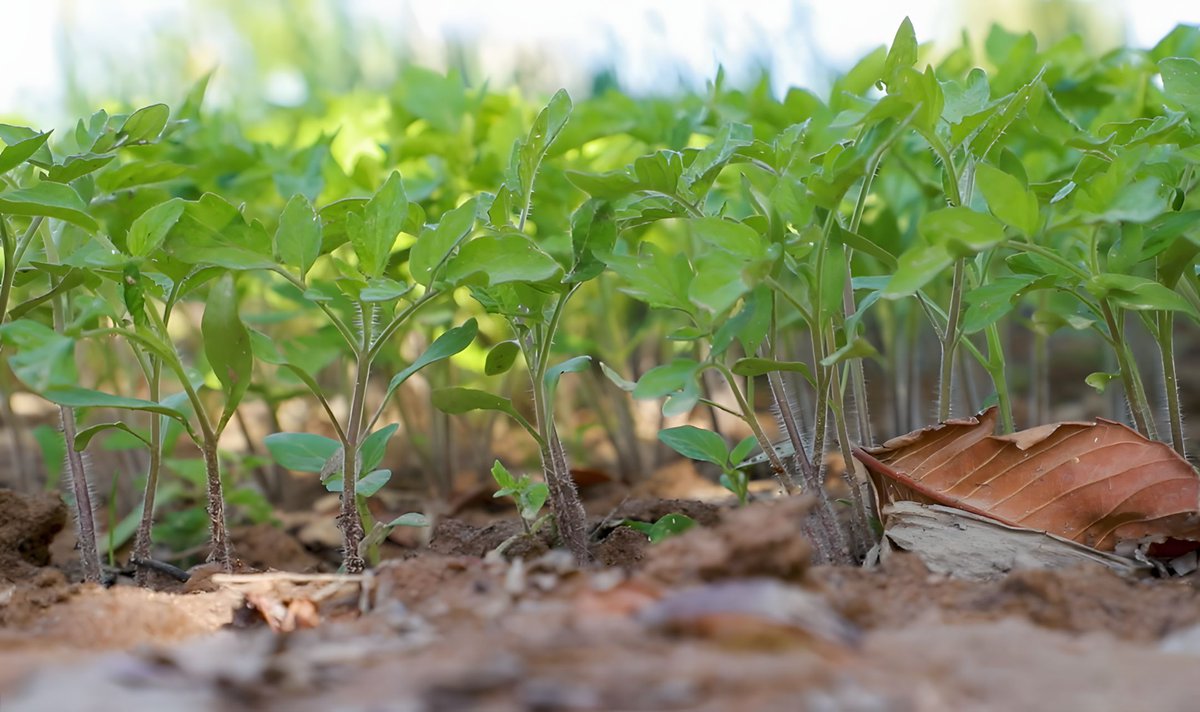 IFDCGlobal's tweet photo. New paper in "Field Crops Research" co-authored by IFDC researchers Jacques Fils Pierre & Upendra Singh explores why intercropping models struggle to represent resource sharing—and how to improve them.
Read the paper: https://t.co/yvUrtHD4NI
#Intercropping #CropModeling https://t.co/I0ZGd2FWyu
