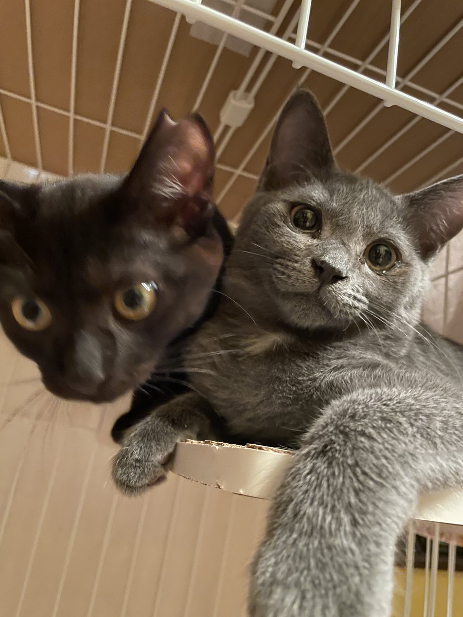 kissmetk's tweet photo. 🐈🐈保護猫ちゃんをお迎えしたい方いらっしゃいませんでしょうか…！🐈‍⬛🐈‍⬛

保護猫やその活動団体を支援する投資先が、猫ちゃんを新たにお迎えしたい方を探しています。
私はペットNGの賃貸に住んでいるのですが、いつかは保護猫をお迎えしたい！けどどうやら未婚カップル、職業が安定しない起業家等は保護団体の審査に落ちてしまうらしい😭
・保護猫を迎えたいけど、審査が厳しいらしい... 
・せっかくならご縁がある猫ちゃんを受け入れたい

そんなことを考えてる方がいましたら、投資先がオーダーメイドでお力になります！審査は行いますが、単身、同棲、LGBTQ、高齢者など、属性だけで審査に落ちることはありません。ご興味のある方はぜひコメントかDMでご連絡ください🙌

※私の知り合いの知り合いまで限定