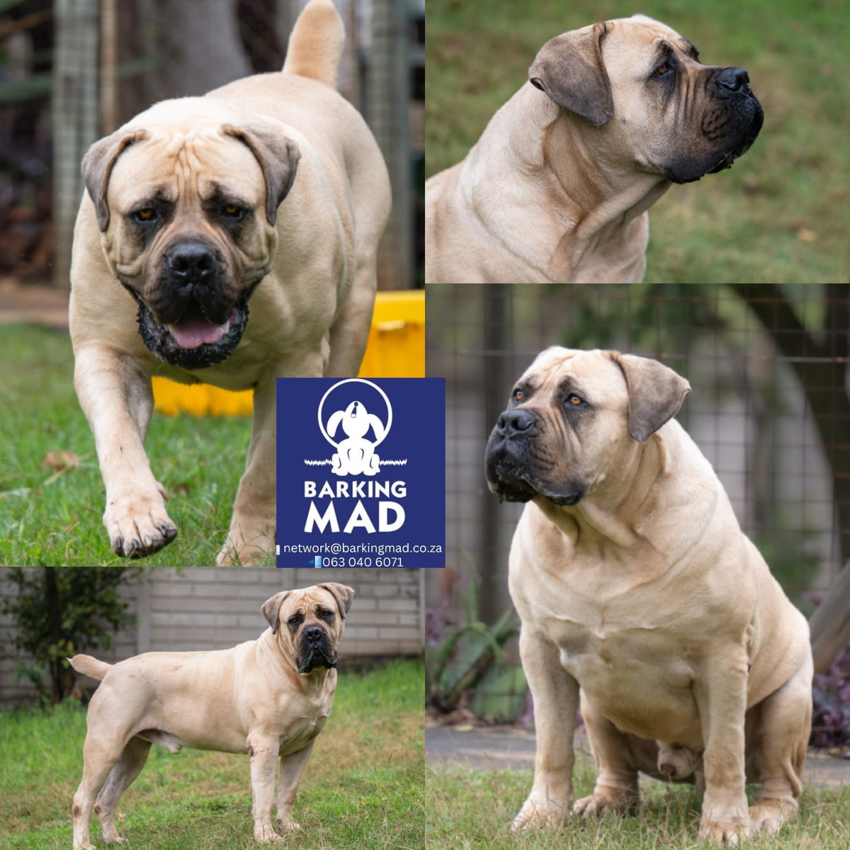 BarkingMadSA's tweet photo. MEET PHABLO 🐾💙
📍Hennops

Get ready to fall in love… because Phablo is a BIG boy with an even BIGGER heart! 🐶✨

This magnificent 3-year-old male Boerboel tips the scales at a whopping 80kg of pure love, loyalty and gentle soul 💪❤️ Known as a true gentle giant, Phablo is calm, affectionate and deeply devoted to his people. Once he trusts you, you’ll have a best friend for life 🥹🐾

Phablo is intelligent, eager to learn and thrives with consistent guidance. He’s looking for a breed-savvy family who understands the Boerboel nature and can give him structure, love and daily mental stimulation 🧠🐕
He enjoys his space, his people, and a good play session – so a large, secure garden is a must 🌳☀️ He would LOVE a medium to large female doggie companion to share his world with 🐕💕

✨ Personality Highlights:
🐾 Gentle, calm and loving nature
🐾 Bonds deeply with his humans
🐾 Smart and trainable – thrives with consistency
🐾 Initially cautious with new people, but warms up beautifully
🐾 Social with other dogs (medium to large breed female companion preferred)

🩺 Medical & Care Needs:
✔️ Had cruciate ligament surgery on his right hind leg
✔️ Will need hydrotherapy to build strength 💦
✔️ May require future surgery on his left hind leg
✔️ Needs regular exercise, structured training & mental enrichment

Phablo isn’t a lap dog – he’s a loyal guardian, a companion, and a powerful presence who needs the right home to truly shine 🌟

👉 Breed-experienced homes only, please – this special boy deserves a family who understands him and will give him the life he deserves 💙

📱 WhatsApp text: 063 040 6071
📧 Email: network@barkingmad.co.za

https://t.co/cjZWtlbbSm