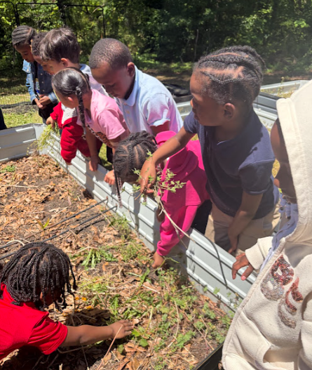 HumphriesSTEM's tweet photo. Kindergarten helped with the cleanup of a garden bed and we found a friendly critter 🪱. No earthworms were harmed during the cleanup😆#STEM #Gardening https://t.co/caFe7YwIKi