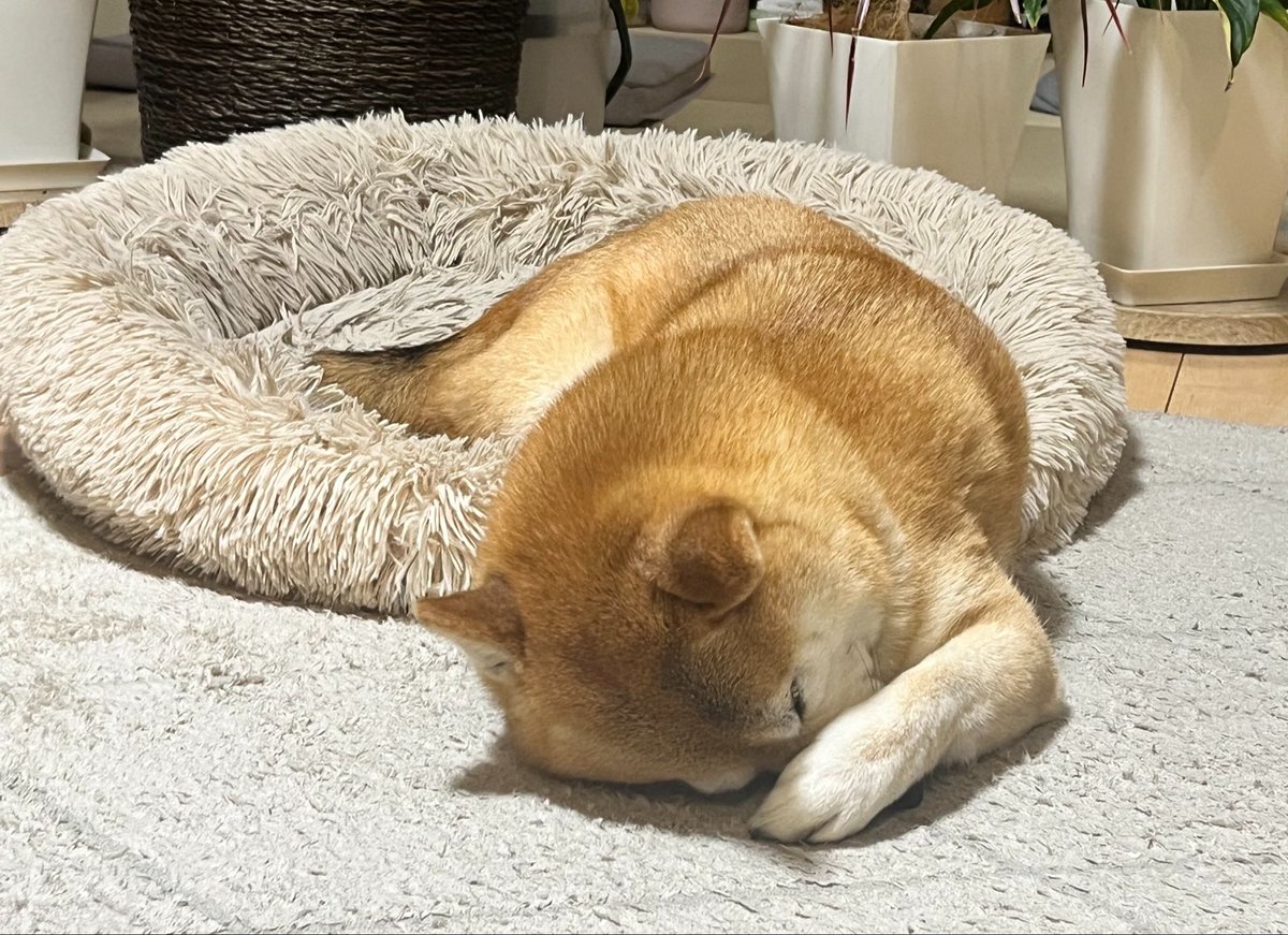 柴犬おとちゃん🐕6歳 tweet media