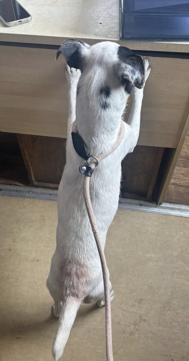 AdoptionsUk's tweet image. Please retweet to help find the owner or a rescue shelter space for this stray/abandoned dog found  #LANCASHIRE #UK 
💔Now n a council pound💔
please share and tag for rescue space 🩷🩷
Our latest little lady
Unknown JRT type 
Not chipped so no information 
She is friendly and