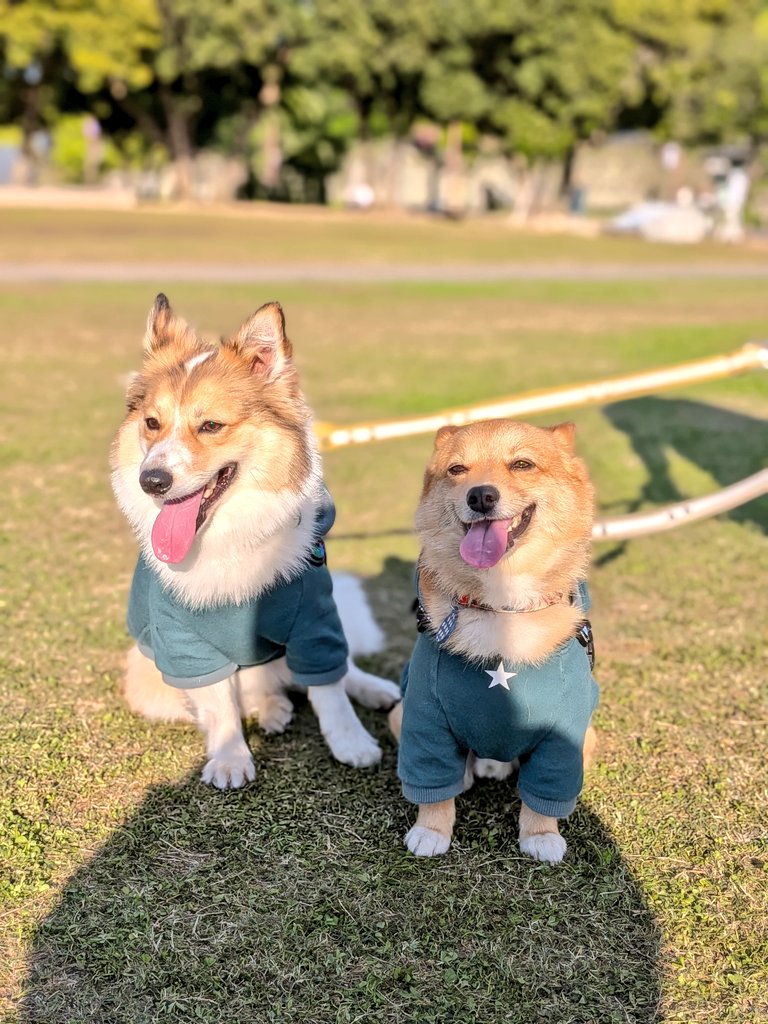 柴犬スティーブch【ｺｰｷﾞｰと猫を添えて】@YouTube tweet media