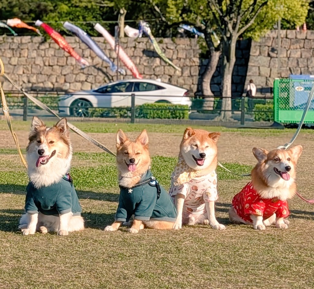 柴犬スティーブch【ｺｰｷﾞｰと猫を添えて】@YouTube tweet media