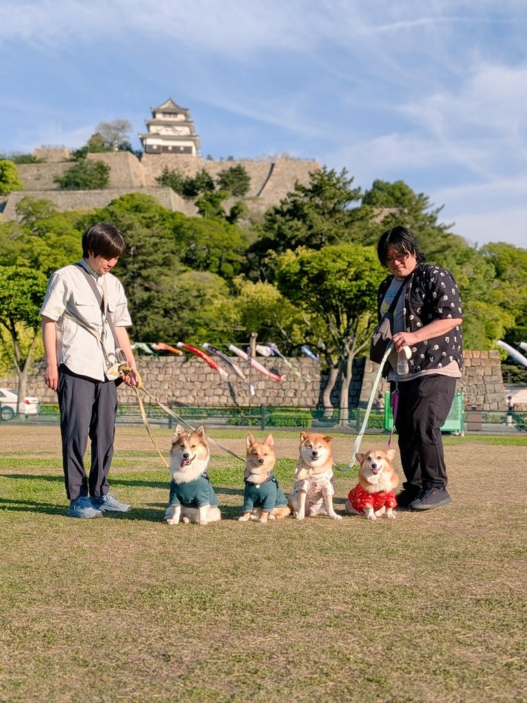 柴犬スティーブch【ｺｰｷﾞｰと猫を添えて】@YouTube tweet media