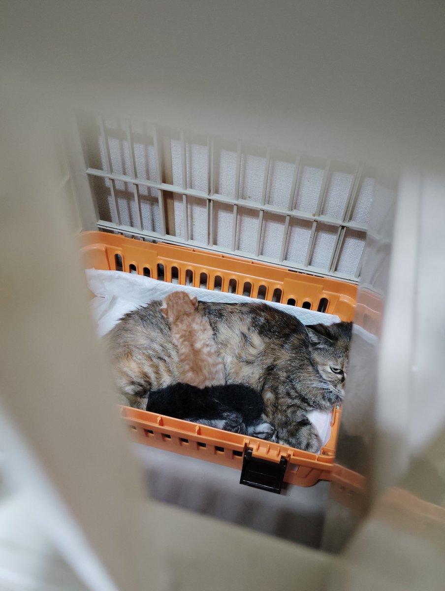 猫ママさま ママスママガジン