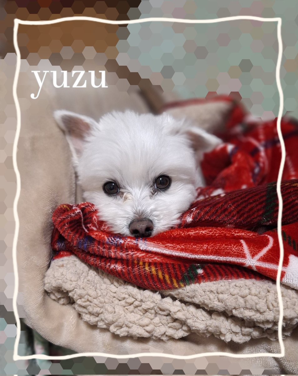 💛ゆず💛 (@yuzu_sky226) / Posts / X