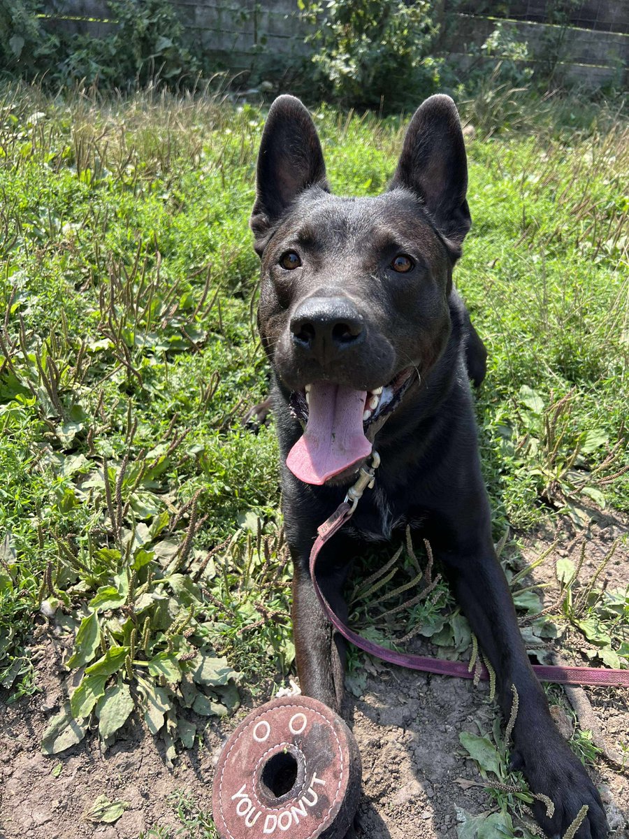 German Shepherd Rescue Elite ( GSRE ) tweet media