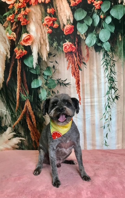 StyleNPups's tweet photo. Style N Pups of Jensen Beach, Your Top choice for Dog Grooming! #stylenpups #veteranownedbusiness #DogsofTwittter #DogsOnTwitter #jensenbeach #treasurecoast #Dog #TREASURECOAST #dogs #jensenbeach #martincounty #dogsarelove #dogsonx #PuppyLove #PuppyLovers https://t.co/3uyZHFhTgM