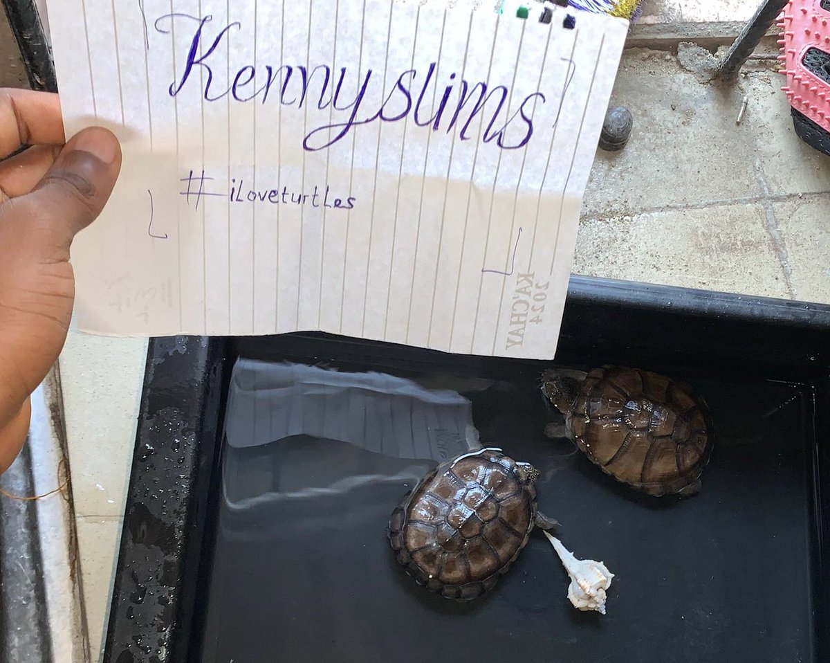 My entry for <a href="/heyshellmates/">Shellmates</a> contest 
I love these little beautiful guys. 
Let’s gooo. 🐢🐢
#iloveturtles <a href="/imthnder/">Thunder 🛡️</a>