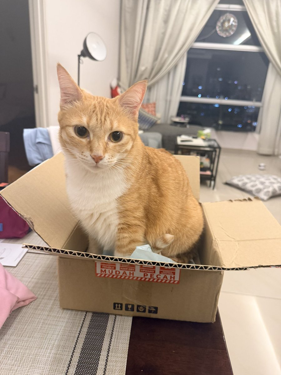 ginger_bois's tweet image. New box! Yey! Do more shopping Hooms! 🥰 #cats #catsoftwitter