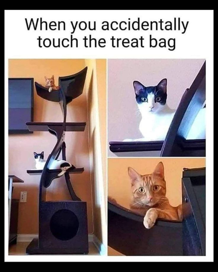 HealthCare_Pets's tweet photo. 😹😹😹
.
.
.
.
.
#FunnyMemes #CatMeme #CatMemes #FunnyCatMemes #CatParents #PetParents #CatOwner #PetOwners #CatLover #CatLovers #FelineLovers #PetLovers #CatOwners #PetMemes #FunnyPetMemes #CatCompanion #CatObsessed #CatObsession #CatTreat #FelineTreat #PetTreat #CatTreats https://t.co/6z8eA7qkuC