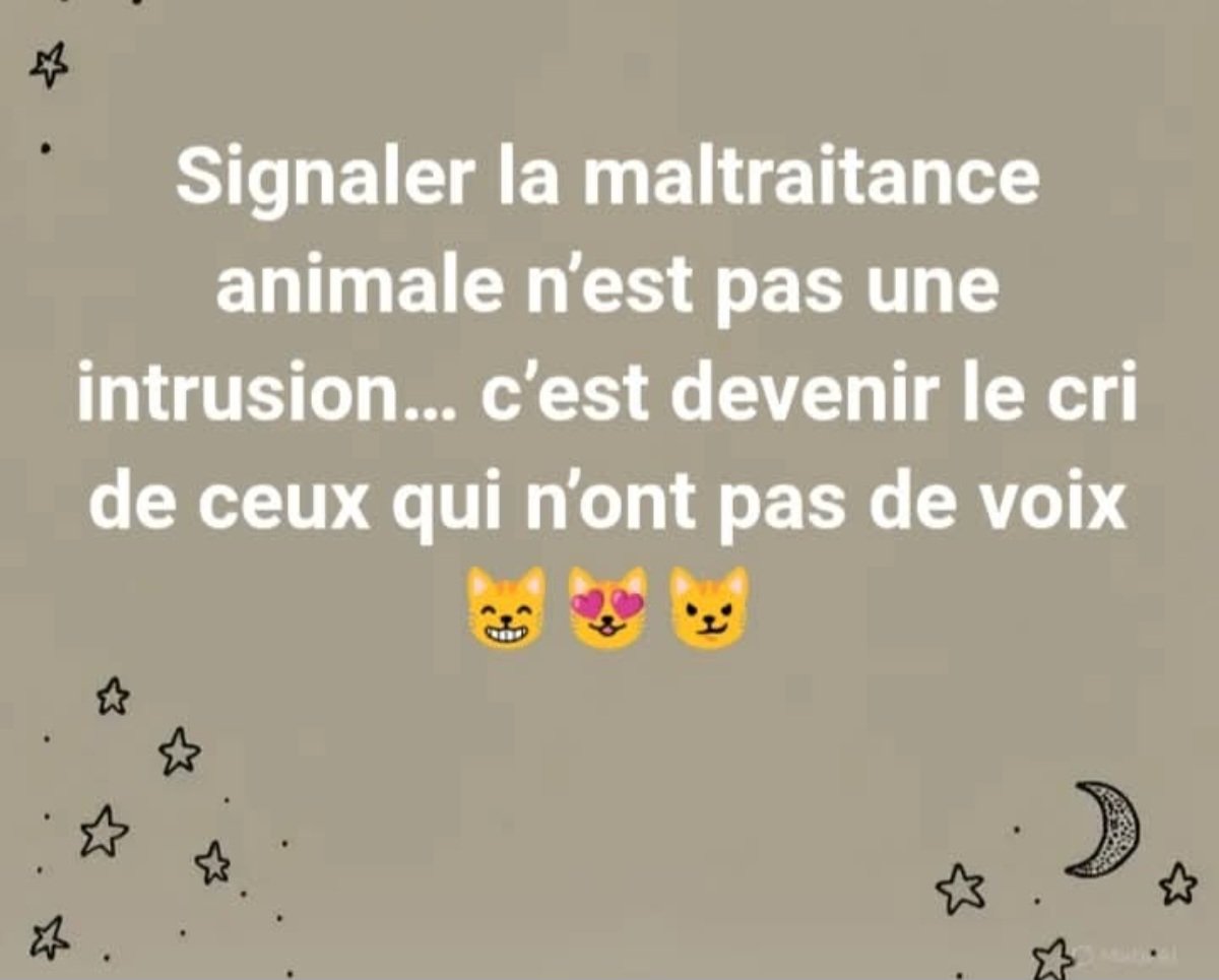 PBE 🦔🌳🐤🐾 tweet media