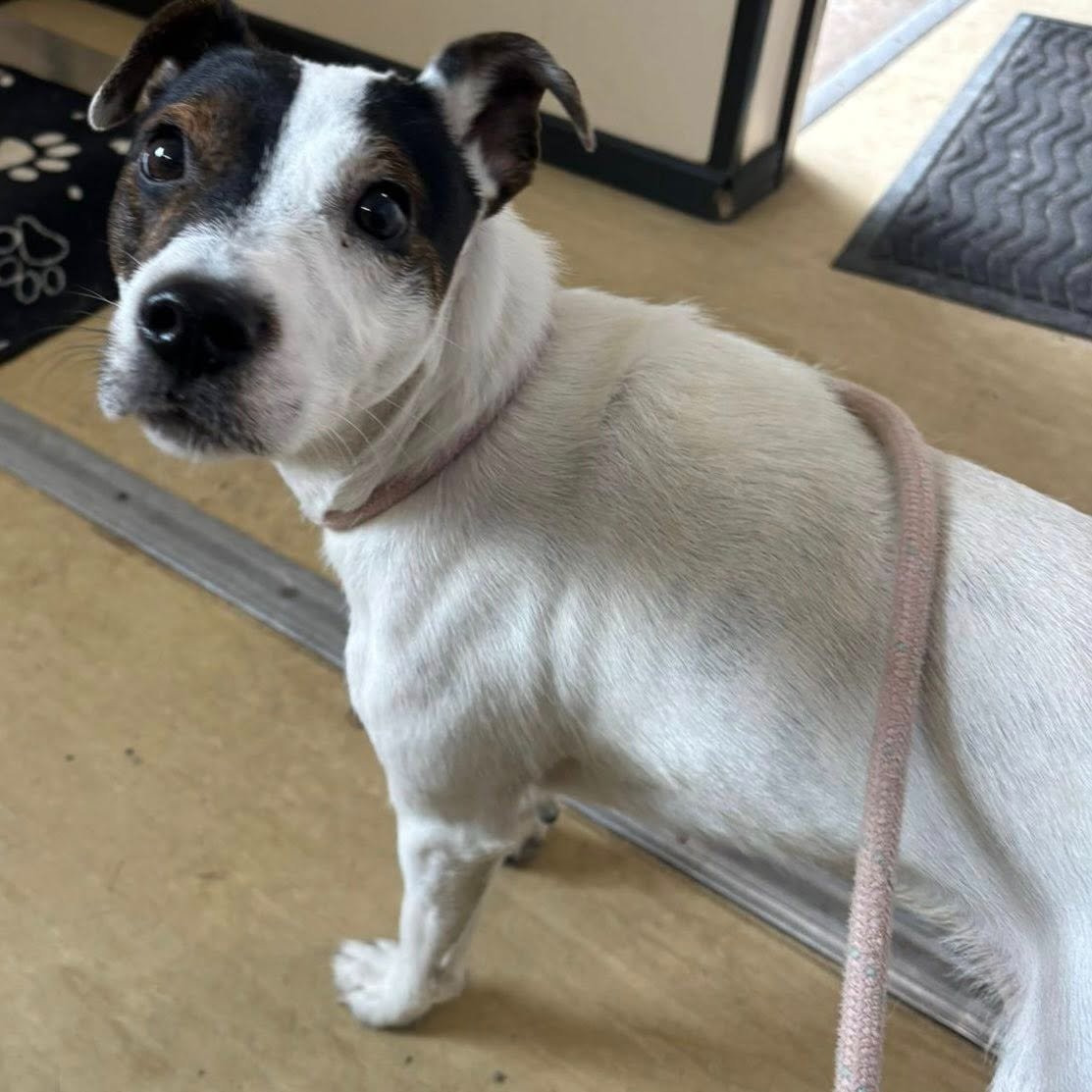 AdoptionsUk's tweet image. Please retweet to help find the owner or a rescue shelter space for this stray/abandoned dog found  #LANCASHIRE #UK 
💔Now n a council pound💔
please share and tag for rescue space 🩷🩷
Our latest little lady
Unknown JRT type 
Not chipped so no information 
She is friendly and