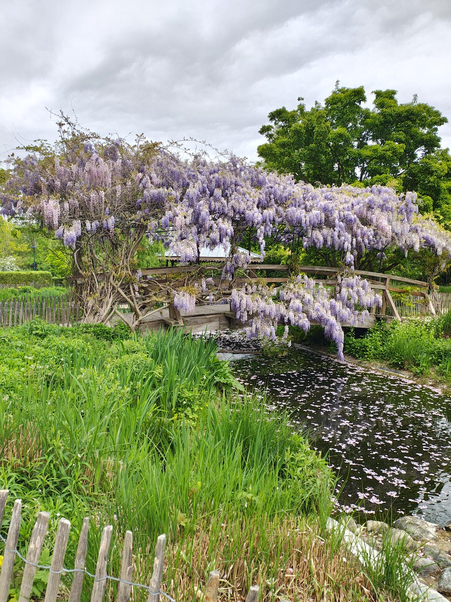 MYBUSINFO's tweet photo. パリ郊外のリュエイユ＝マルメゾンにあるParc des Impressionnistesを訪れました。
この公園は印象派の色彩をテーマにした美しい公園で、ジベルニーのモネの庭を彷彿とさせる雰囲気があります。日本の藤棚とは異なる、ワイルドな趣の藤の花もまた魅力的でした。ジベルニーの藤の見頃は5月頃です。 https://t.co/PnQhVorn4C