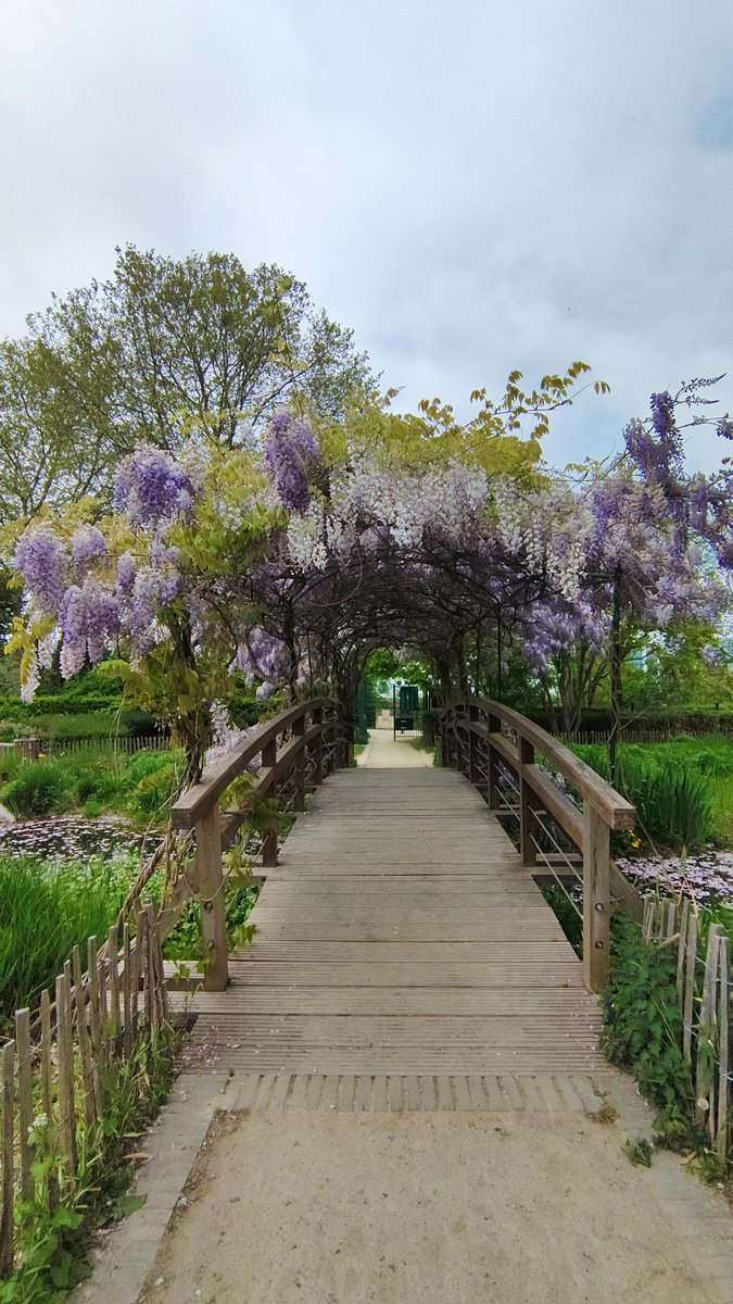 MYBUSINFO's tweet photo. パリ郊外のリュエイユ＝マルメゾンにあるParc des Impressionnistesを訪れました。
この公園は印象派の色彩をテーマにした美しい公園で、ジベルニーのモネの庭を彷彿とさせる雰囲気があります。日本の藤棚とは異なる、ワイルドな趣の藤の花もまた魅力的でした。ジベルニーの藤の見頃は5月頃です。 https://t.co/PnQhVorn4C