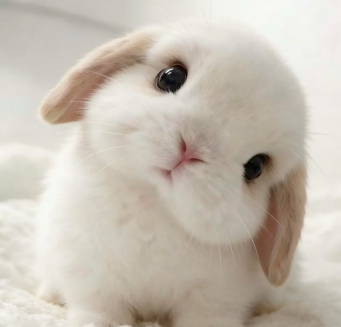 Rabbit tweet media