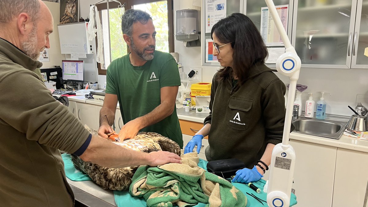 AndaluciaAMAyA's tweet photo. 🦅Serrana, una hembra de quebrantahuesos, ingresó en enero en estado crítico en #Albacete
Gracias al gran trabajo de equipos técnicos y veterinarios, el 14 de abril volvió a volar libre #Biodiversidad #Conservación #FaunaSilvestre #TrabajoEnEquipo @MedioAmbAND @AndaluciaJunta https://t.co/GmOtHkdZLM