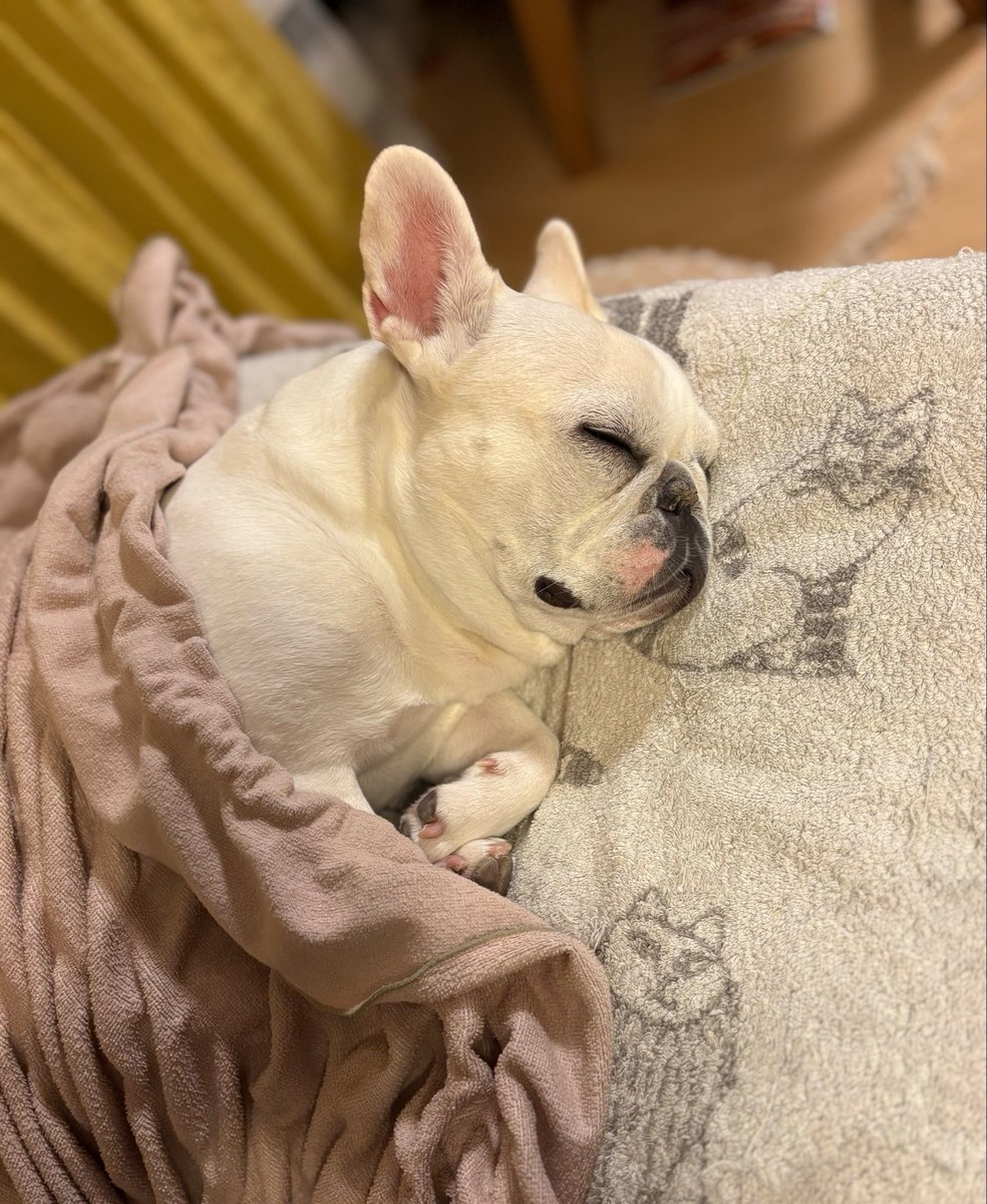 bibi_buhi's tweet photo. いよいよ来週から始まるレッスンの
材料の準備完了！

ミシンをふむのも楽しいけど
ざくざくとハサミを動かす時間も楽しい
（用尺はかるのは神経使うけど💦）

びびも、私が作業をはじめると
「あらお仕事なのね」とわかるのか
ケージに入って寝てたり
おりこうさんにしてくれてます☺️ https://t.co/SSLCPrAEC9