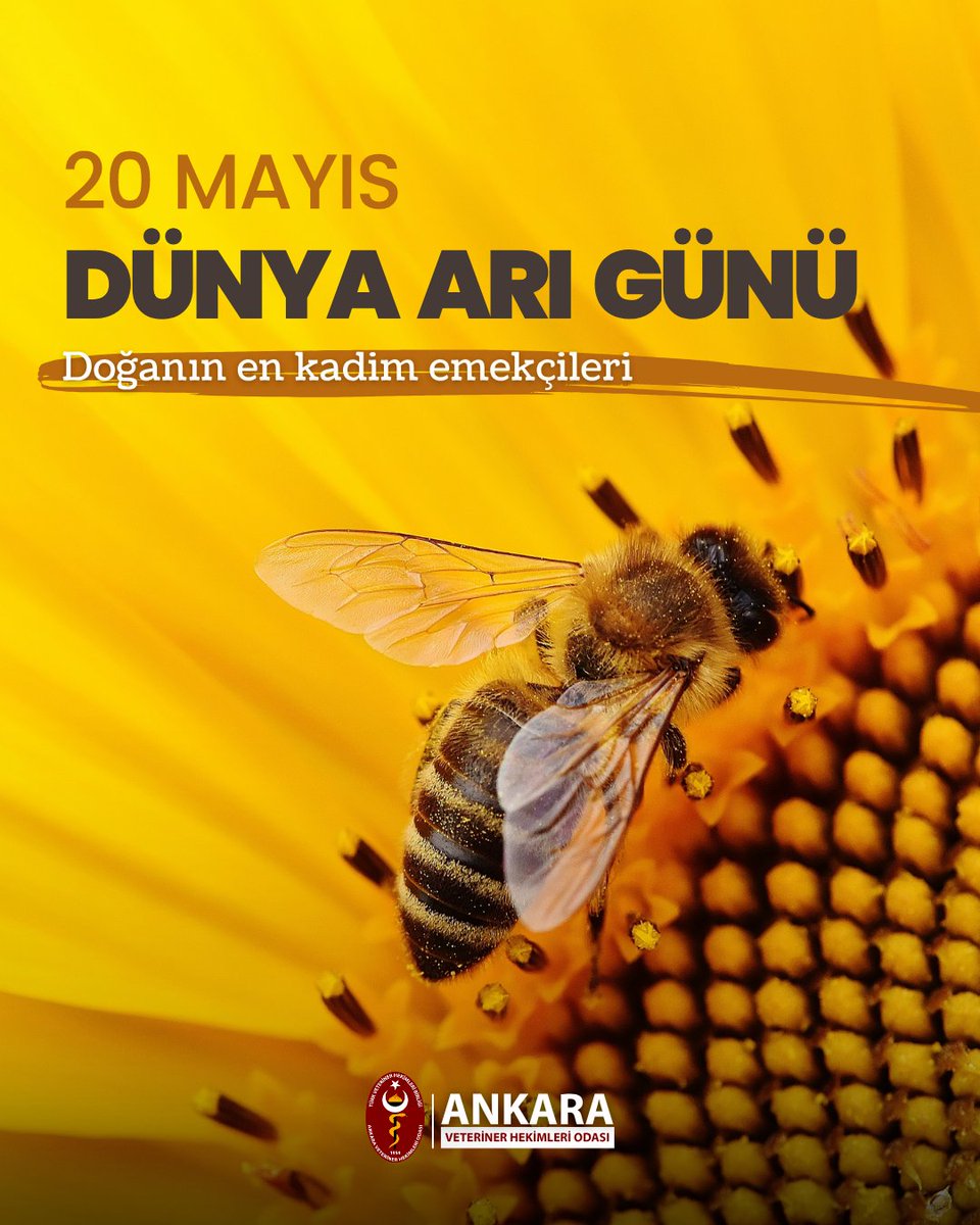 ankaravho's tweet photo. 20 Mayıs Dünya Arı Günü - https://t.co/ZQHaXkobOh https://t.co/0eFpYAjtqp