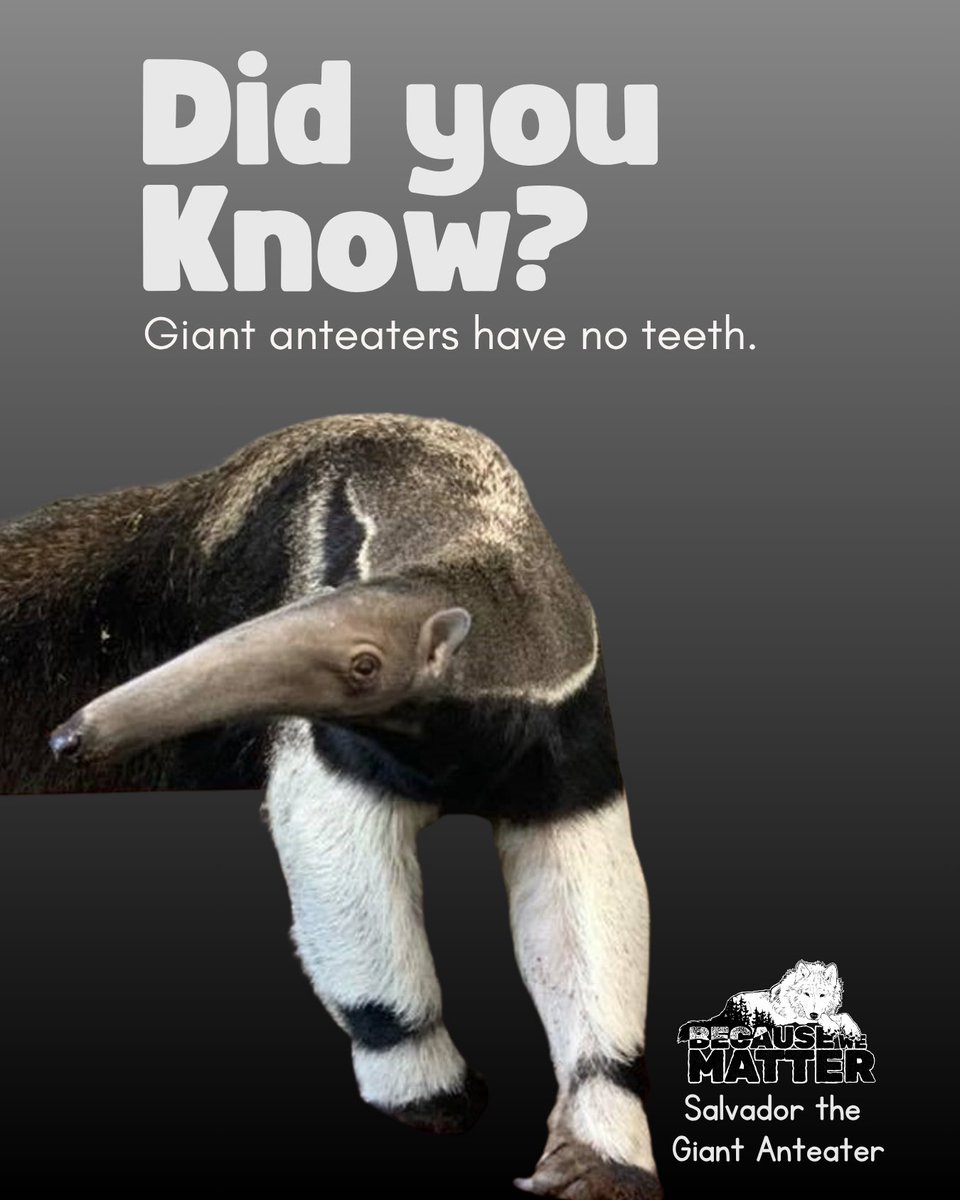 BWMexoticrescue's tweet image. Did you know?
Animal facts brought to you by the residents of BWM
#Sanctuary #Rescue #BecauseWeMatter