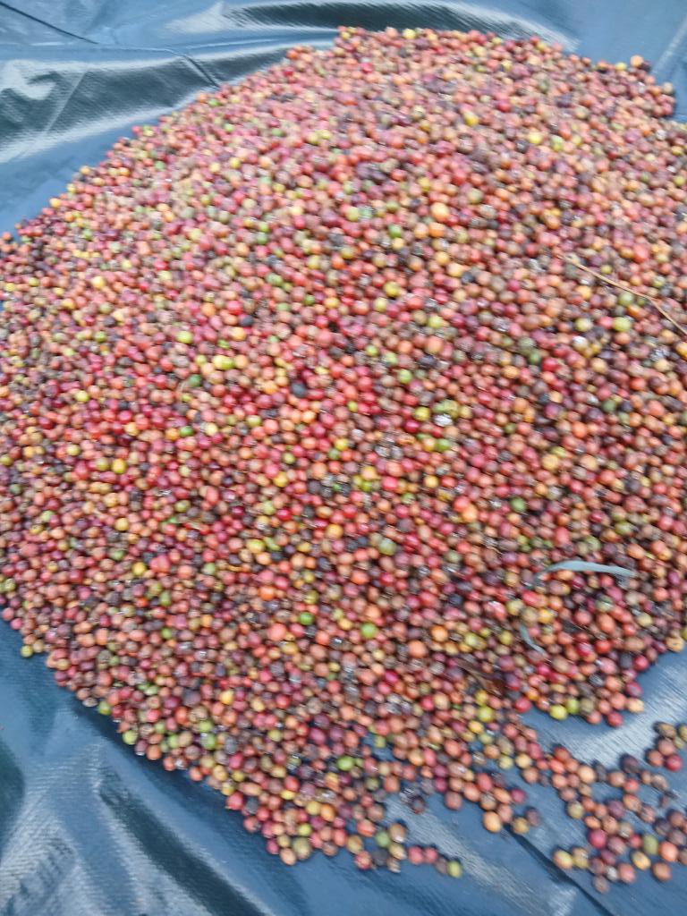 IslandsCoffee's tweet photo. The message is on the red cherries......... https://t.co/foXmuJ2ZE9