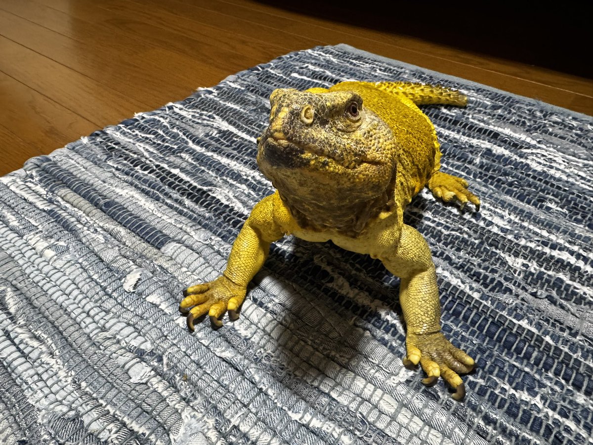 nugyuru's tweet photo. ようたん https://t.co/vZrvtveJvC